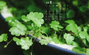 大班12月份月总结5篇