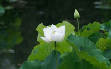 中班6月份工作总结5篇