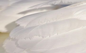 白色作文5篇