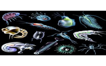 生物教研会工作计划5篇