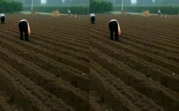 大班播种子教案模板8篇