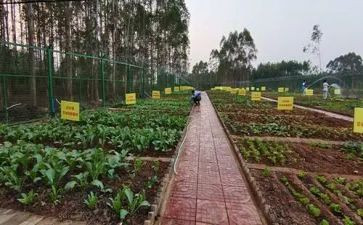 小班蔬菜印画教案5篇