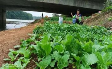 蔬菜特经员工作总结6篇