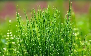 小草和大树的读后感7篇