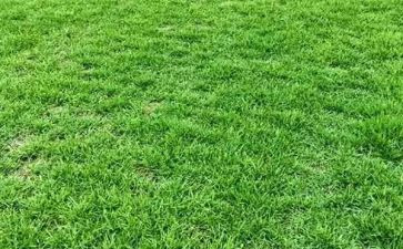 红色的羊齿草的故乡读后感8篇