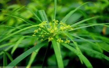 读野草读后感5篇