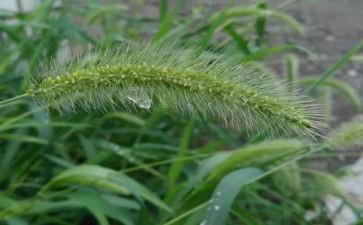 稻草牛读后感推荐8篇