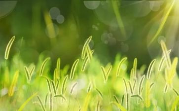 烟草工作总结参考8篇