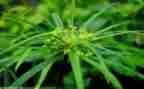 写草船借箭读后感300字7篇