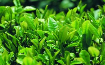 茶艺培训心得体会6篇