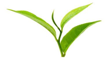 茶培训的心得体会6篇