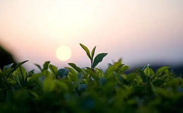 茶的自述作文推荐7篇