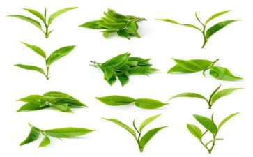 林清玄茶读后感8篇