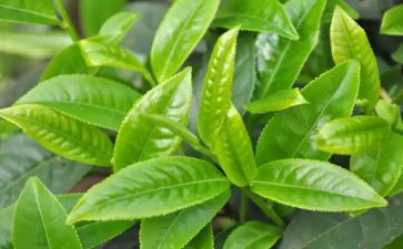 我与茶作文通用6篇