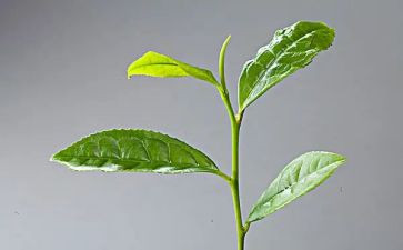 我与茶作文参考7篇