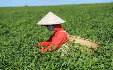 我与茶作文6篇