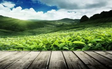 茶企业年终工作报告8篇