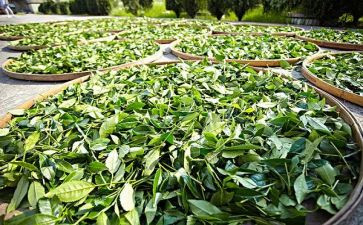 茶艺培训心得体会优秀8篇