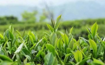 茶培训的心得体会优秀5篇