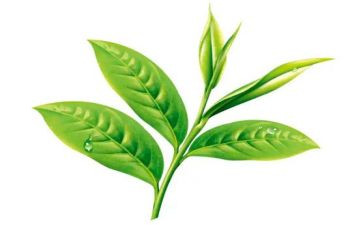 茶经的读后感作文8篇