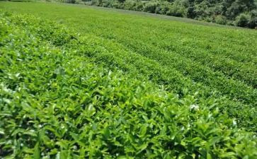 关于茶的工作总结通用6篇