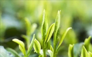 茶培训的心得体会200字6篇