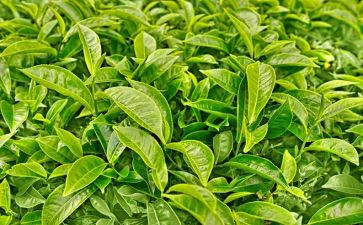 茶培训的心得体会参考5篇