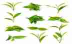 林清玄茶读后感8篇