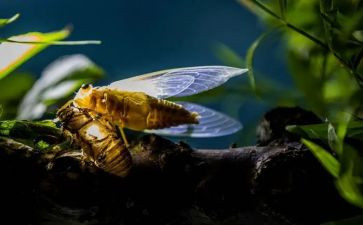 狐狸与蝉读后感最新7篇