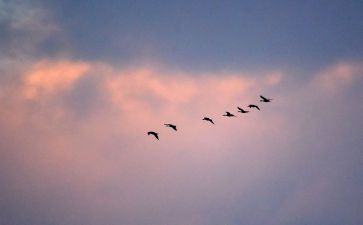 大雁飞教案精选8篇