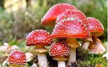 关于禁毒日的心得体会7篇