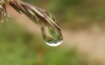 我心灵的甘露作文7篇