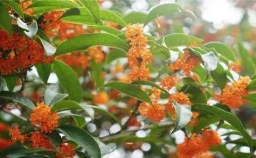 吃桂花读后感优质5篇