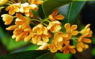 桂花园的读后感300字8篇