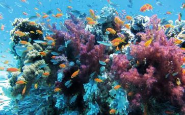 海底两万里读后感读后感600字精选8篇