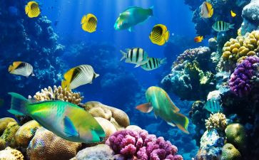 海底两万底读后感最新5篇