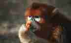 聪明的小猴子作文6篇