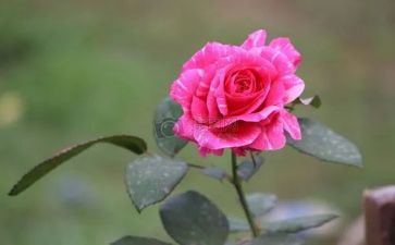 《青铜葵花》葵花田读后感7篇