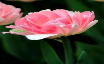 游樱花谷作文通用8篇