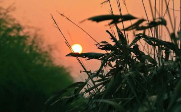 读《怀念母亲》读后感6篇