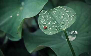 节气作文优质6篇