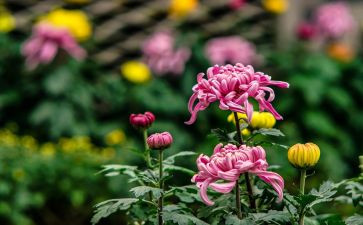 摘菊花作文模板8篇