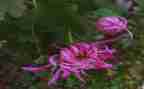 摘菊花作文7篇