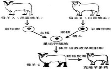 克隆的我作文400字5篇