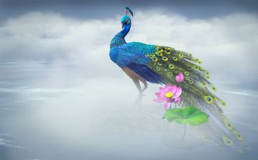 孔雀幼儿教案5篇