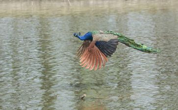 骄傲的孔雀的作文优质5篇