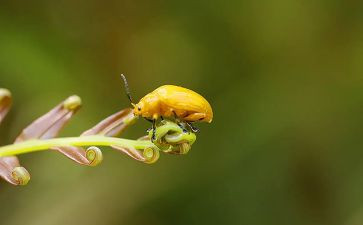 读后感昆虫记600字优质6篇