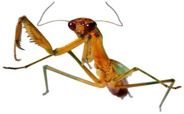 昆虫剂读后感8篇