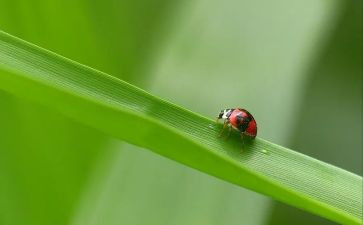 小昆虫读后感模板8篇