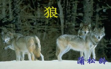 《狼》读后感800字模板7篇